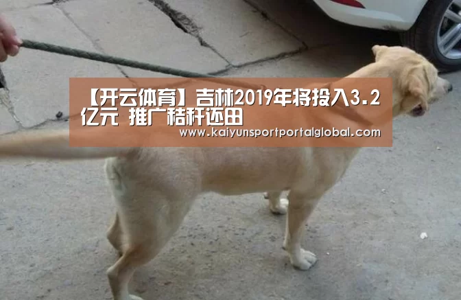 【开云体育】吉林2019年将投入3.2亿元 推广秸秆还田(图2) 开云入口